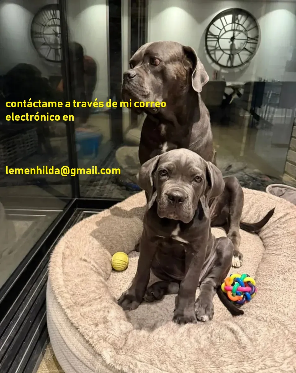 训练在合适地方排便的Cane Corso幼犬