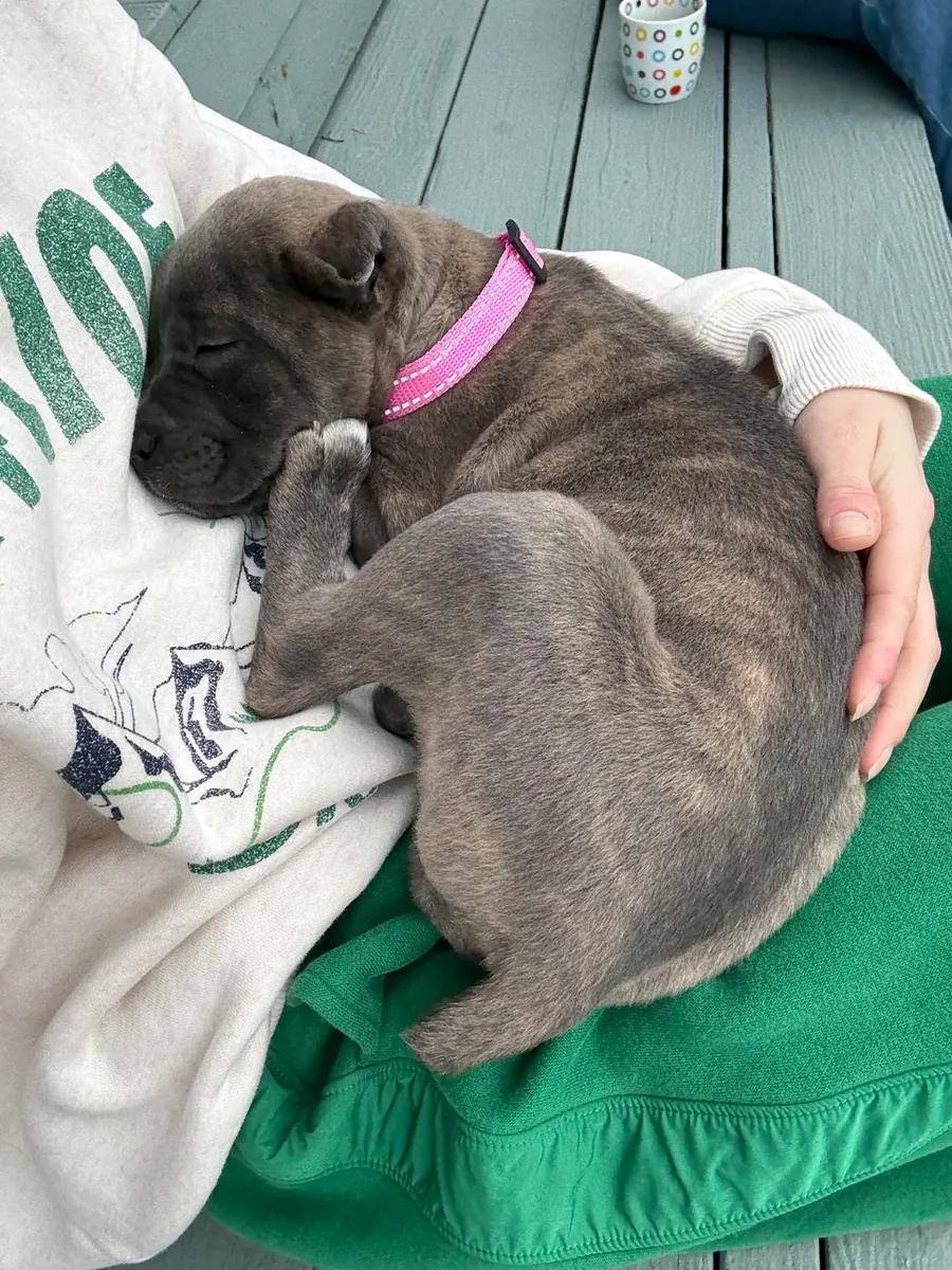 Il vaut mieux avoir un cane corso avec quelqu'un qui a de l'expérience.