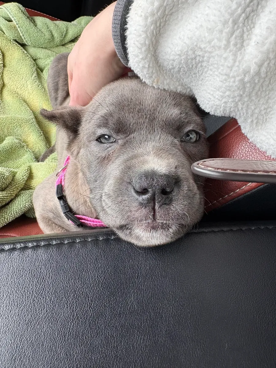 Il vaut mieux avoir un cane corso avec quelqu'un qui a de l'expérience.