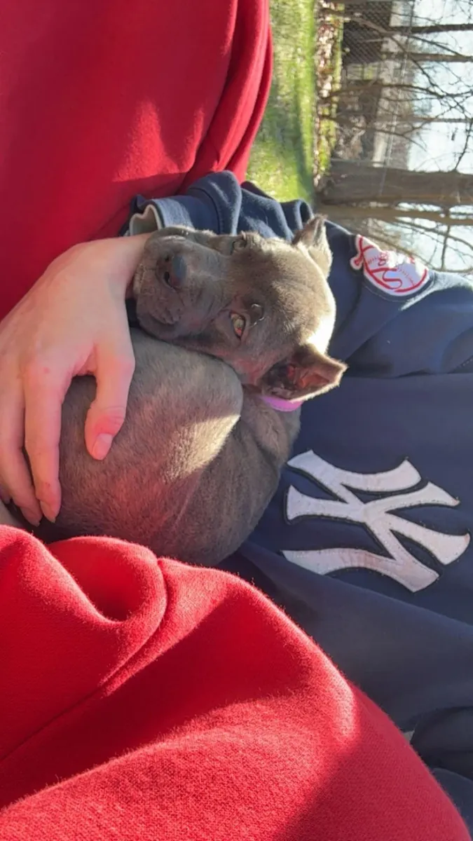 Il vaut mieux avoir un cane corso avec quelqu'un qui a de l'expérience.