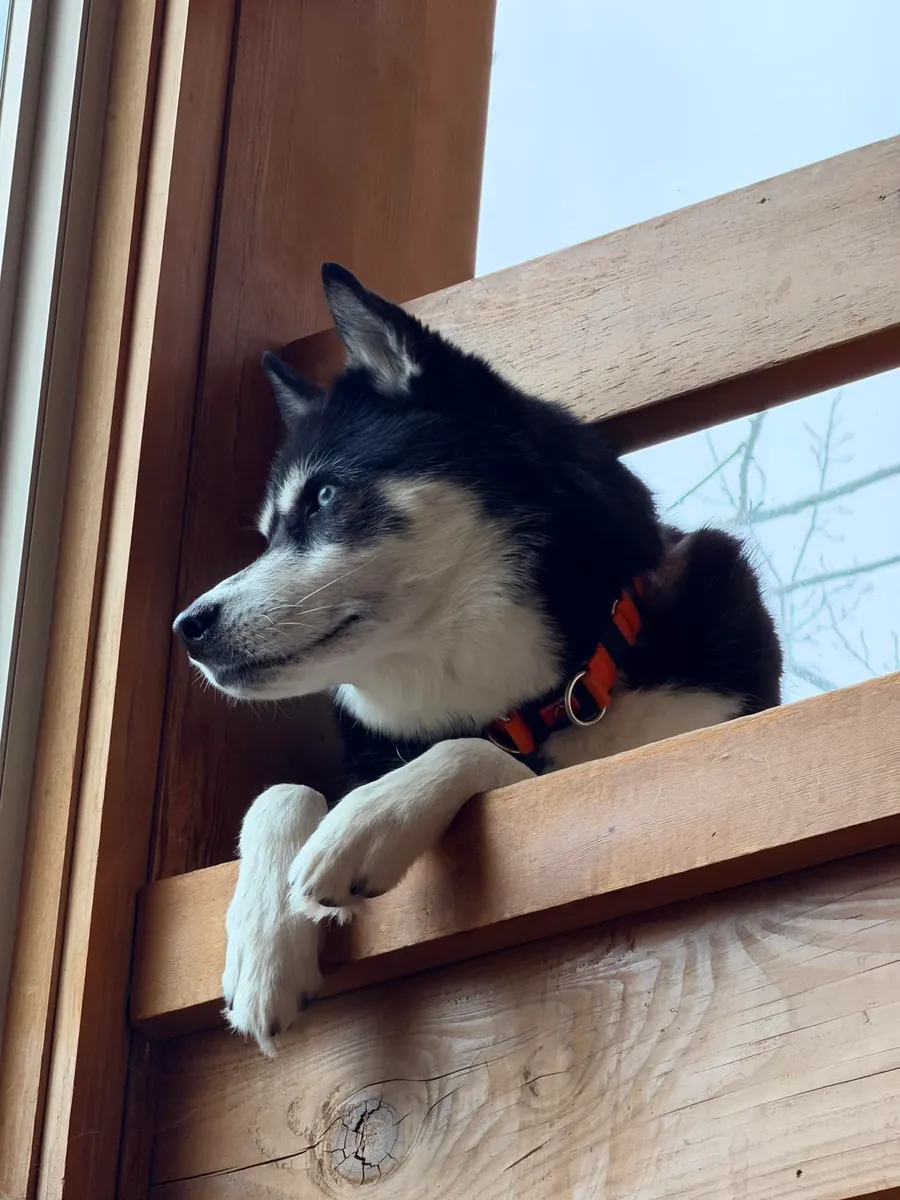 Elle avait trop d'énergie, elle ne pouvait pas suivre notre rythme.