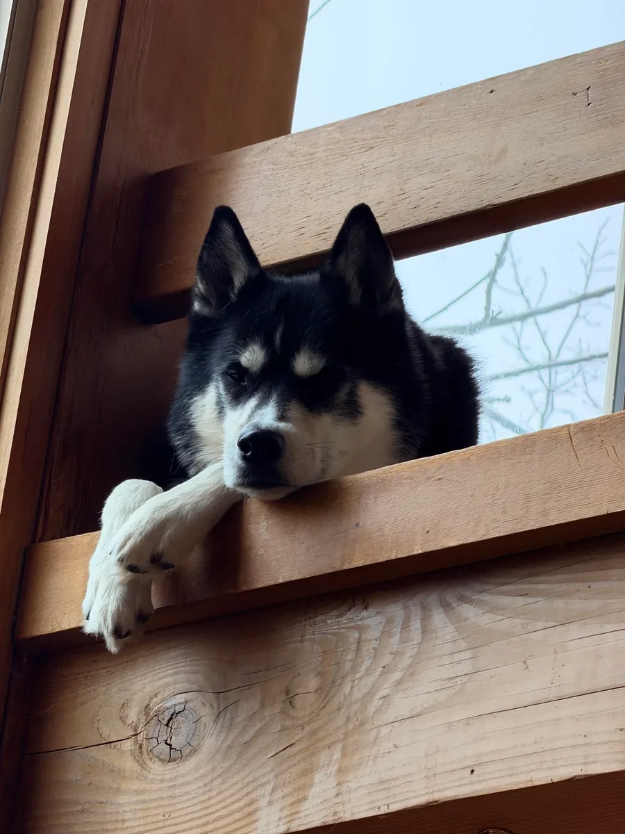 Elle avait trop d'énergie, elle ne pouvait pas suivre notre rythme.