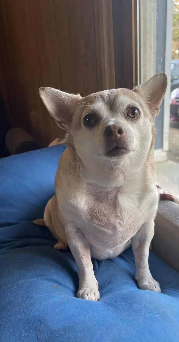 Un petit chien, mais qui réclame constamment de l'attention.