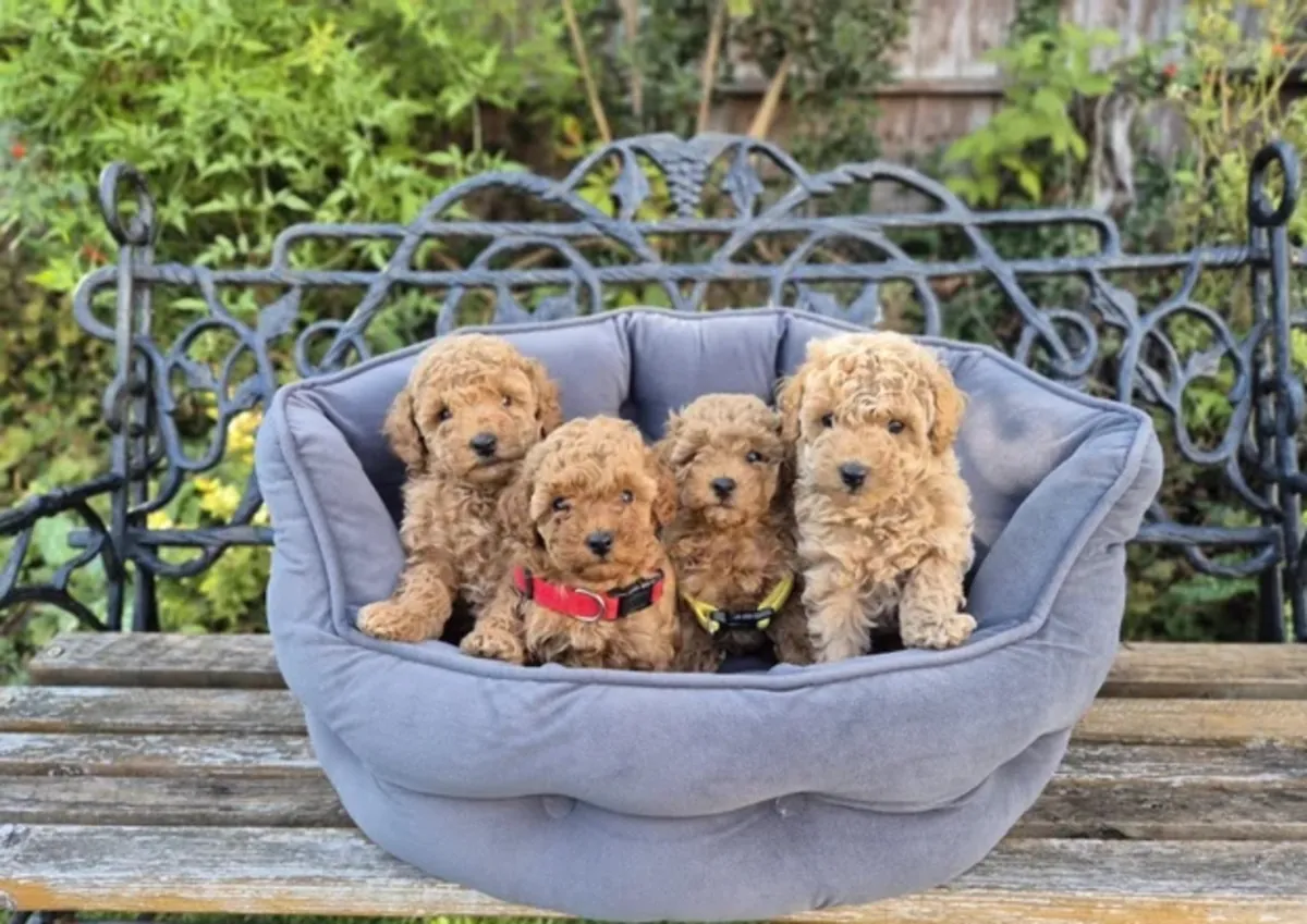 Yeni evleri için hazır sevimli Maltipoo yavruları!