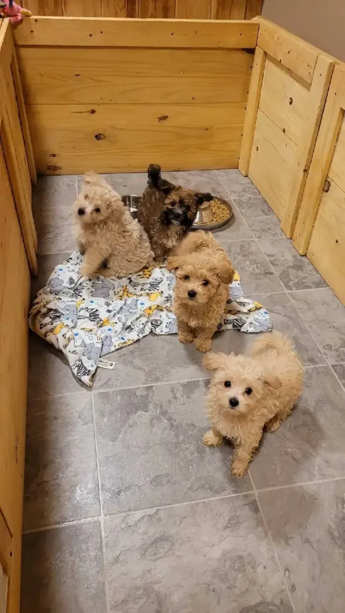 Maltipoo Yavruları