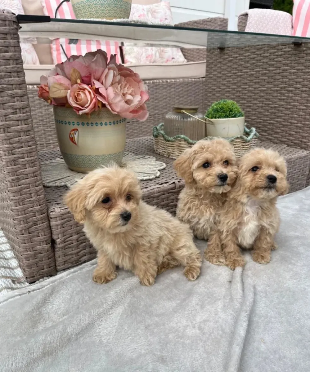 可爱的马尔济斯贵宾犬幼犬