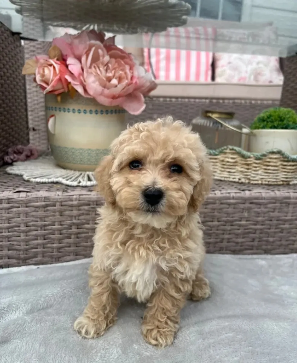 可爱的马尔济斯犬幼犬