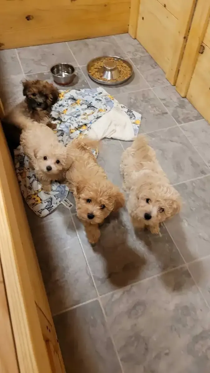 可爱的马尔济斯犬幼犬