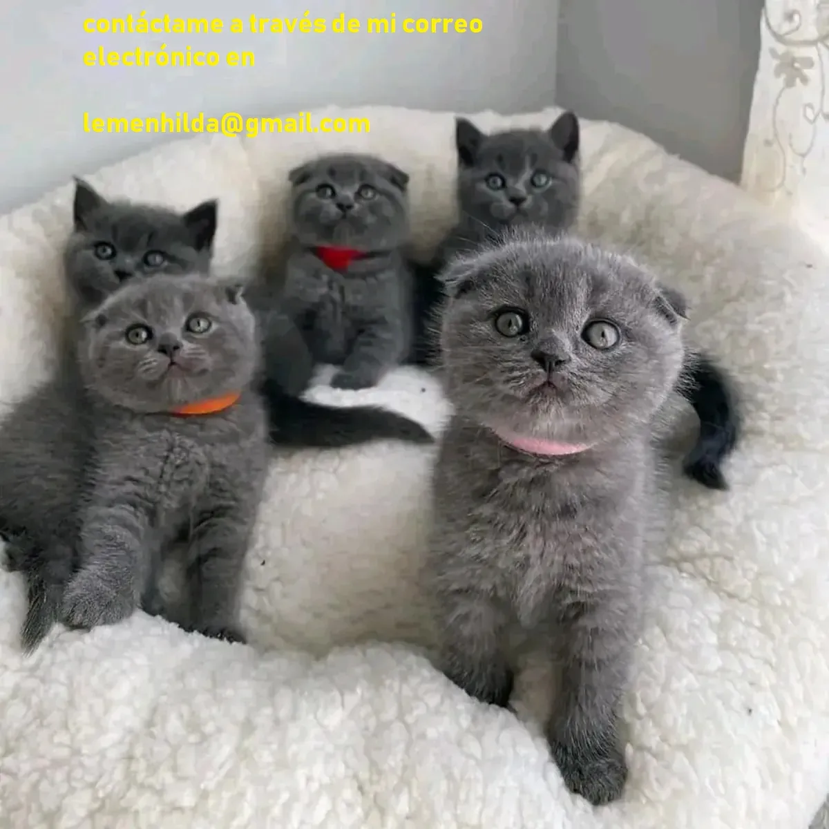 健康的英国短毛猫小猫