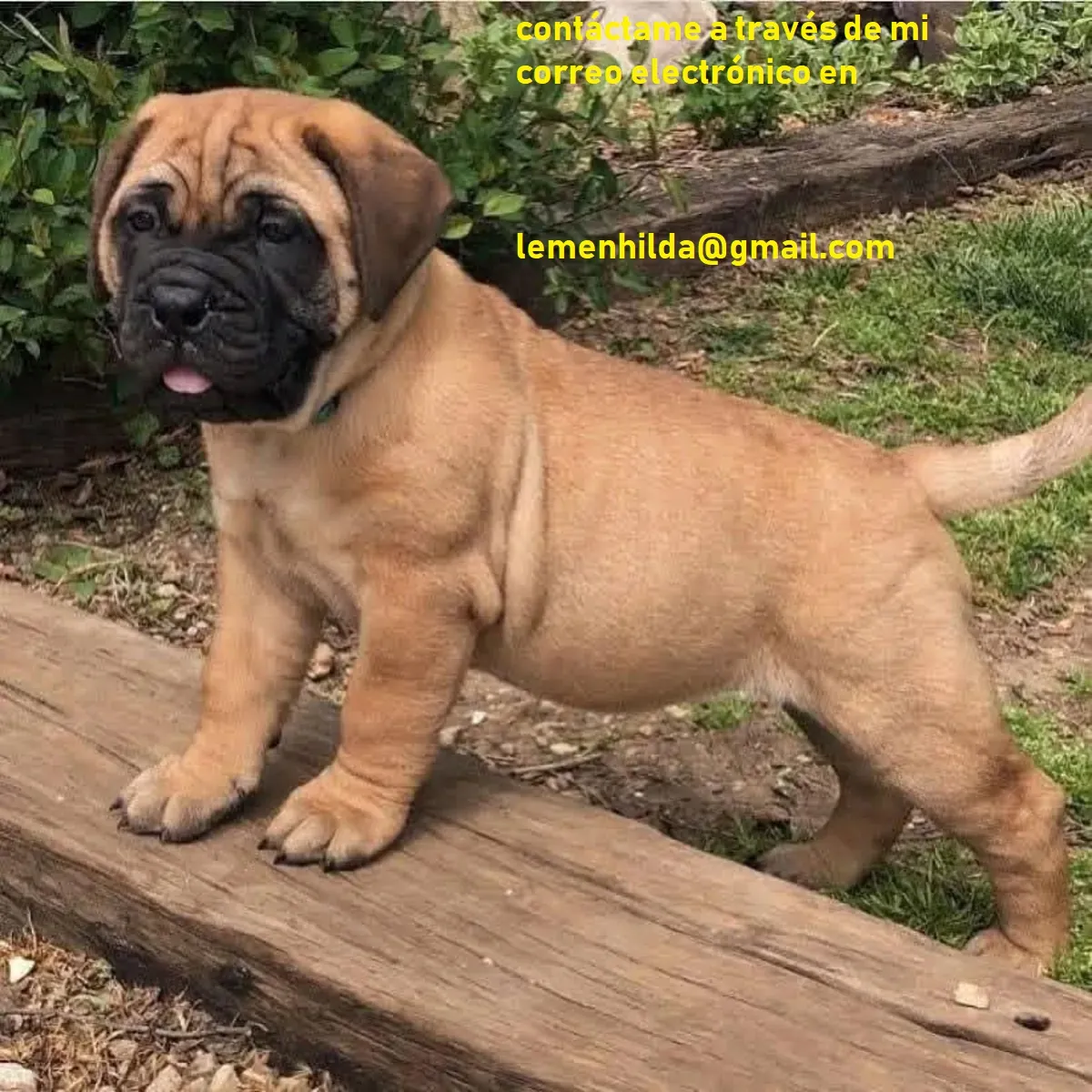 Bullmastiff Yavruları