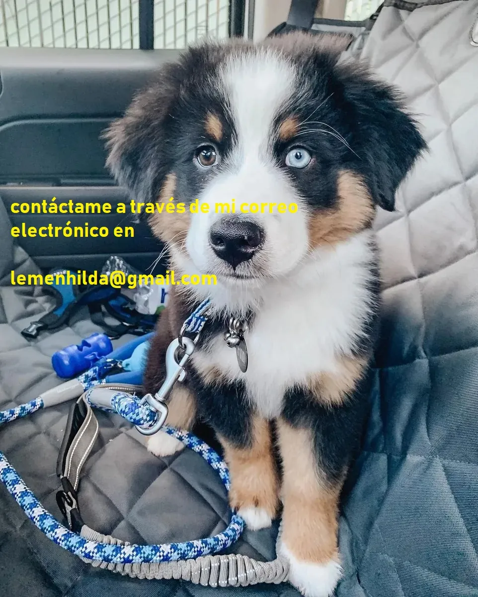 Cachorros de pastor australiano disponibles ahora.  Se entregan con las vacunas de cachorro al día, 