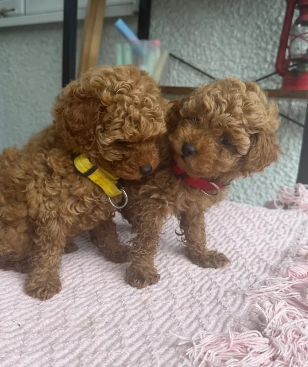 Sevimli Toy Poodle Yavruları