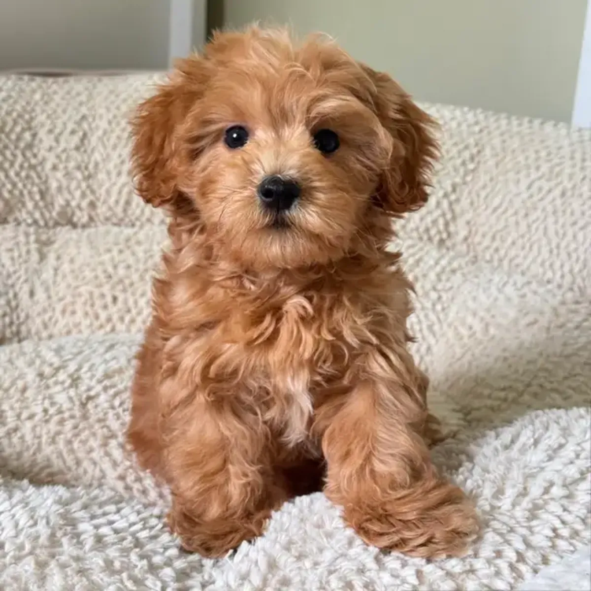 Toy poodle yavruları yeni bir yuva arıyor