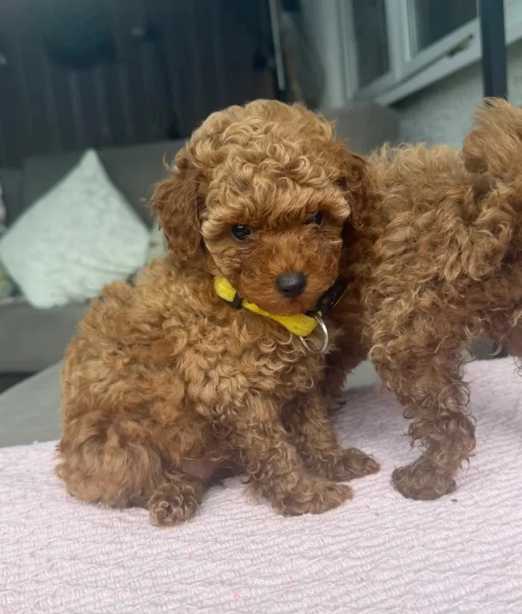 Toy poodle yavruları yeni bir yuva arıyor