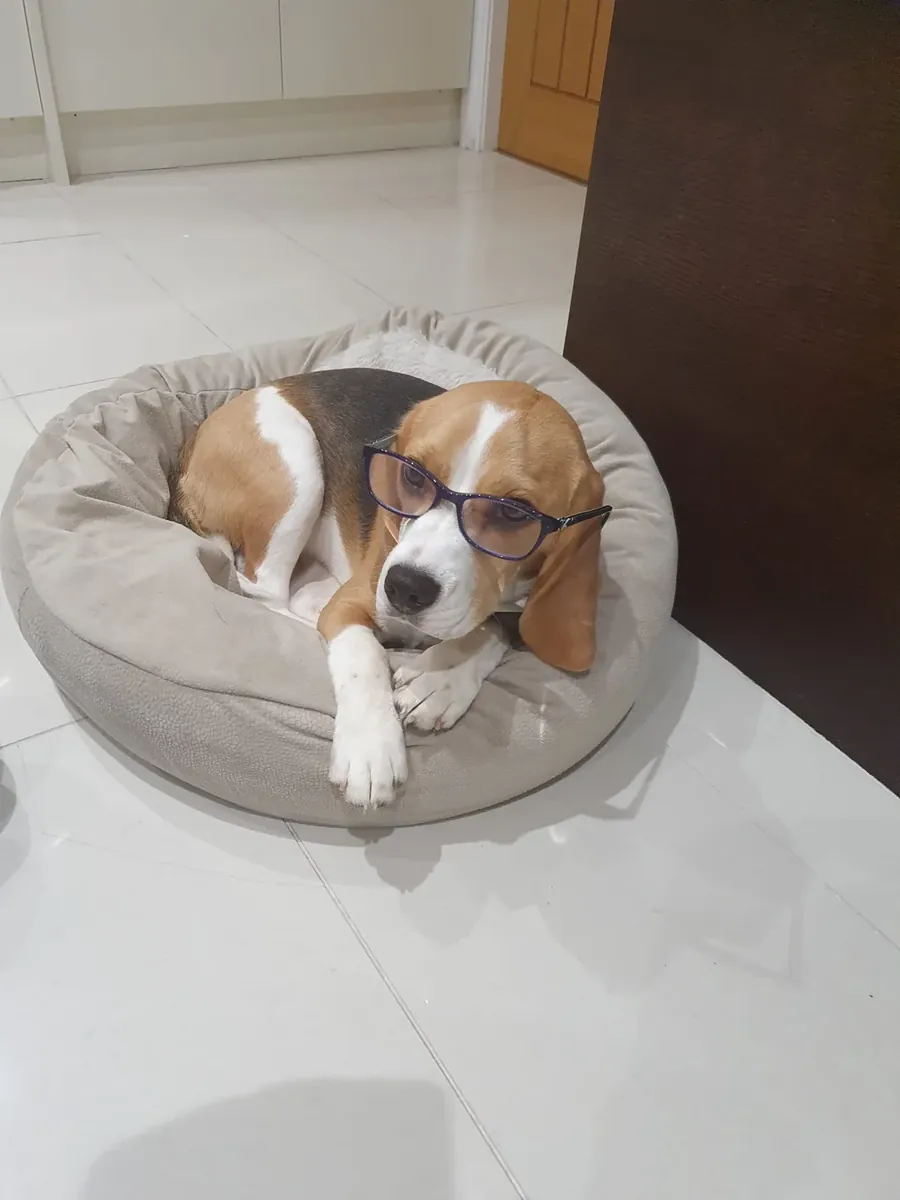 El beagle aúlla cuando se queda solo.