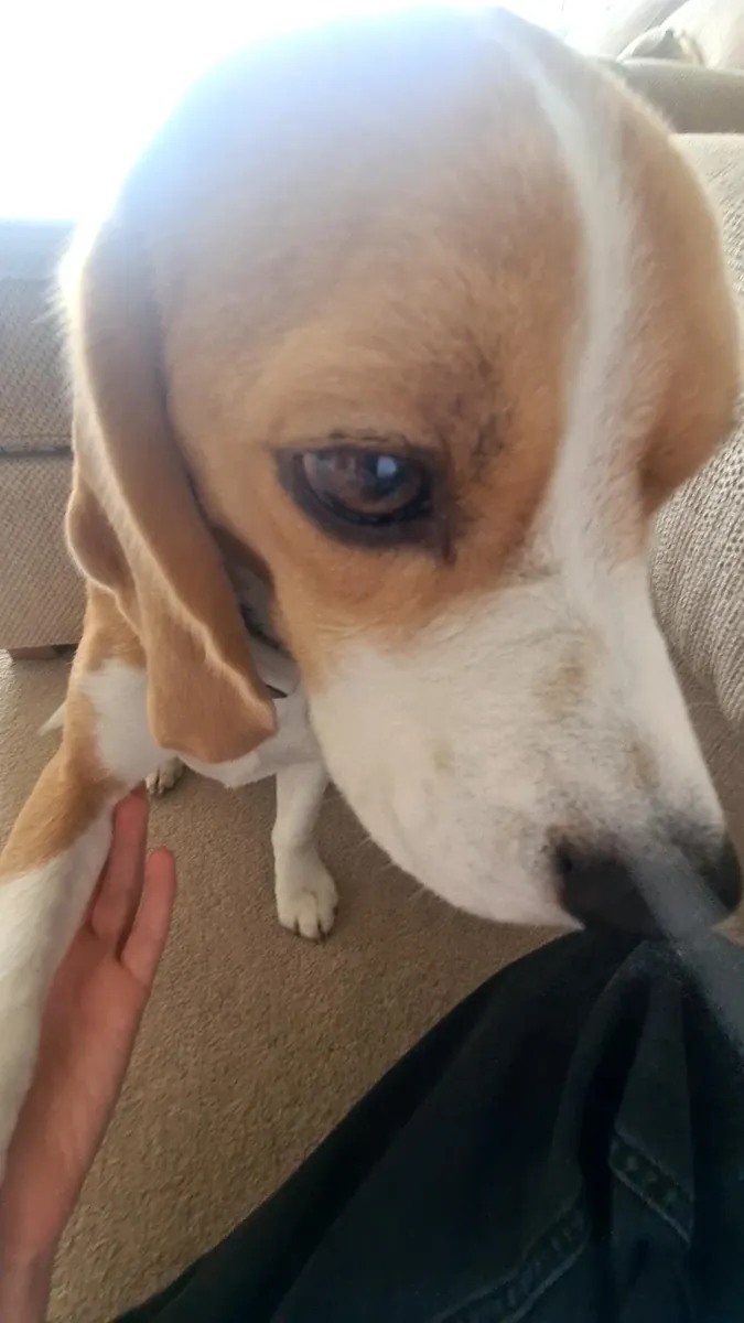 El beagle aúlla cuando se queda solo.