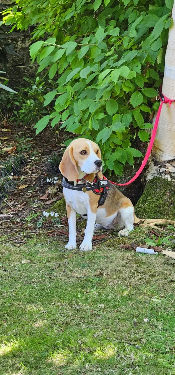 El beagle aúlla cuando se queda solo.