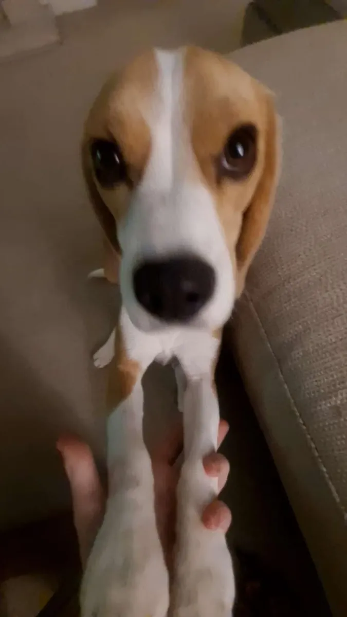 El beagle aúlla cuando se queda solo.