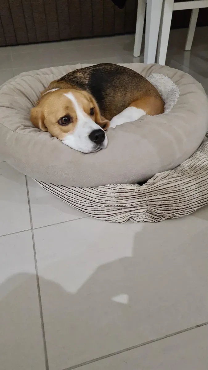 El beagle aúlla cuando se queda solo.