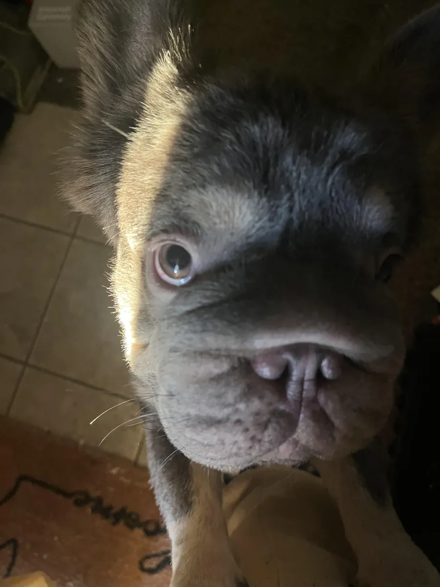 Bulldog francés, los gastos médicos son más altos de lo que esperaba.