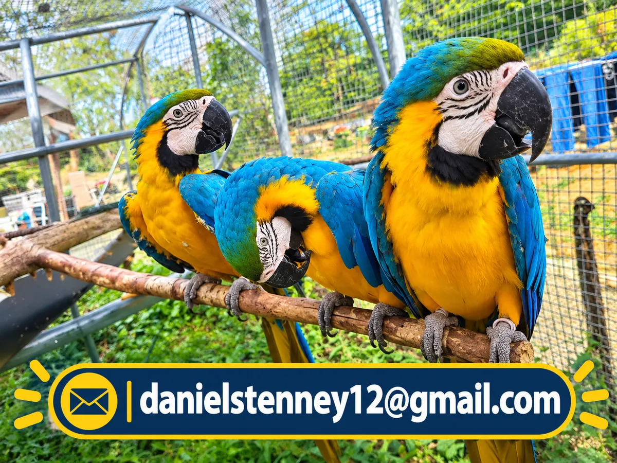 Blue and Gold Macaws Parrot