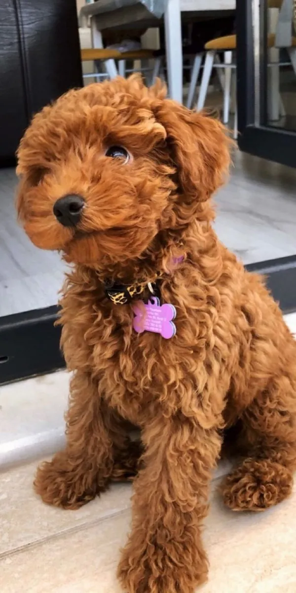 Adopt edilecek çekici erkek pudle yavrusu