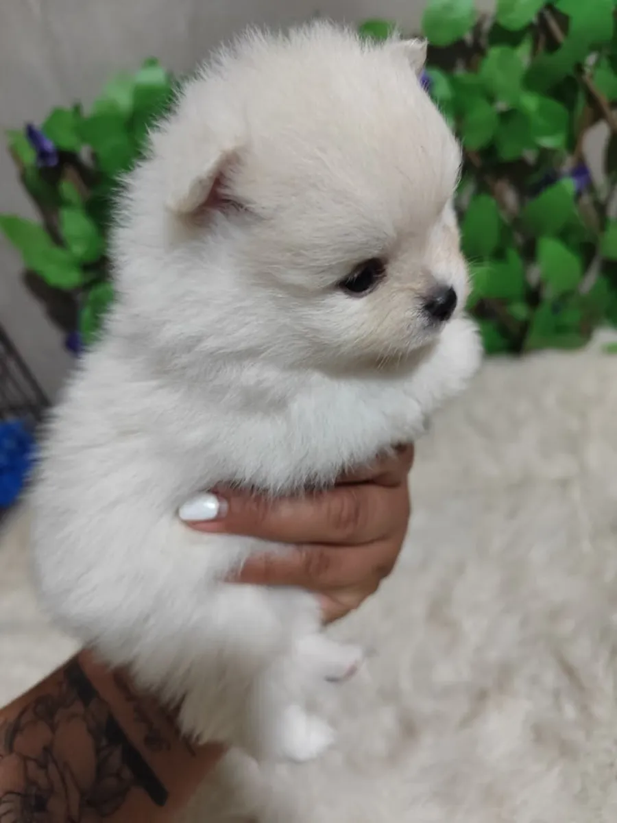 Birinci sınıf iki Pomeranian yavrusu mevcut