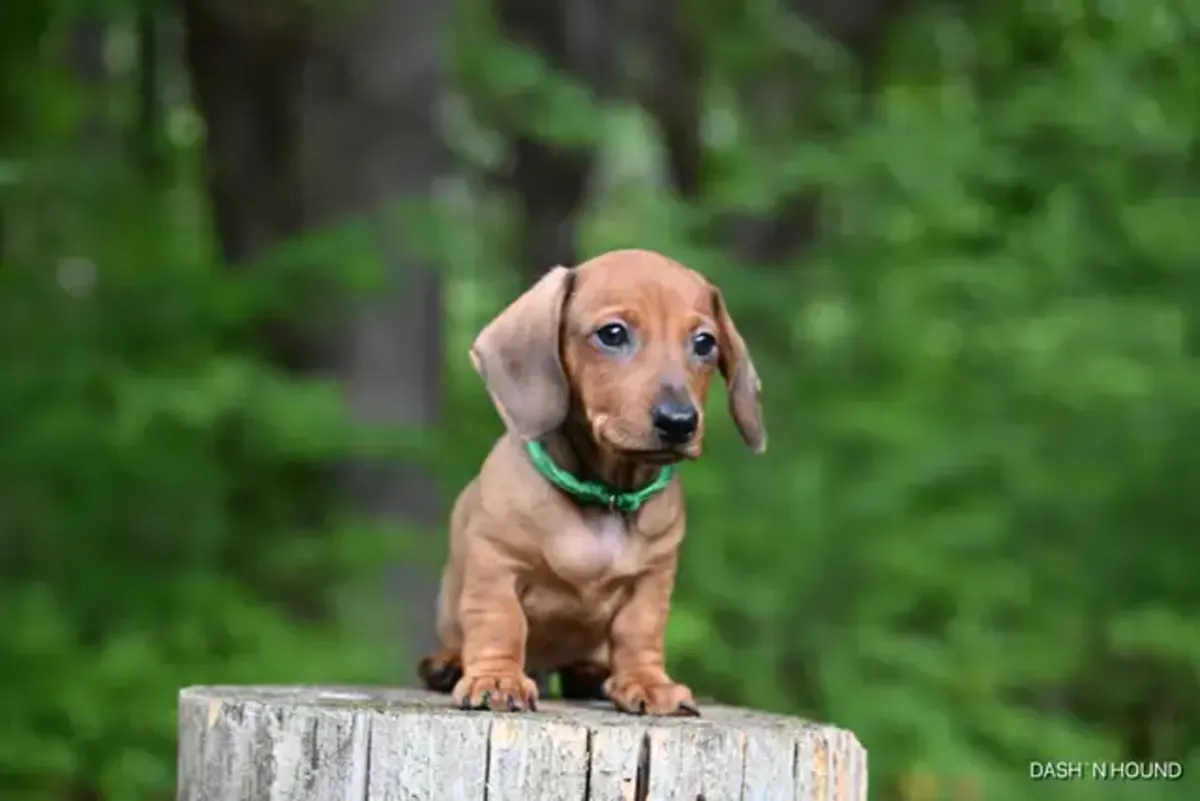 可爱的腊肠犬幼犬