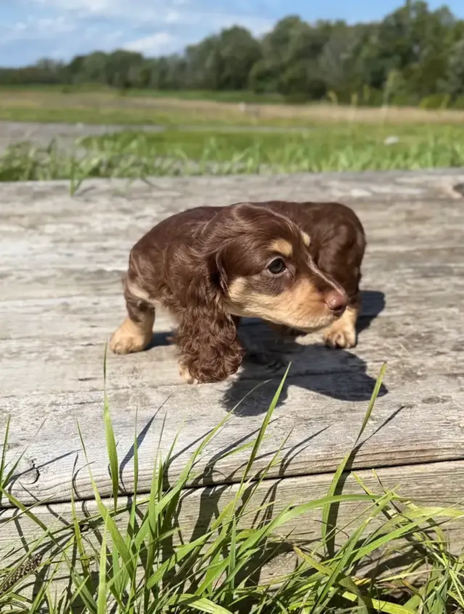 dachshund