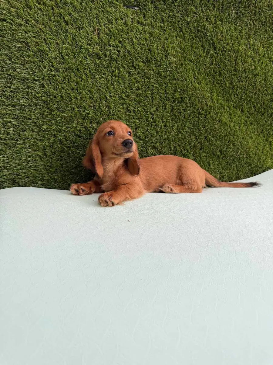 dachshund