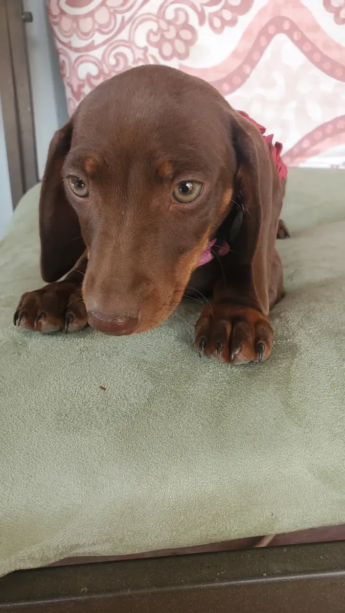 迷你腊肠犬幼犬