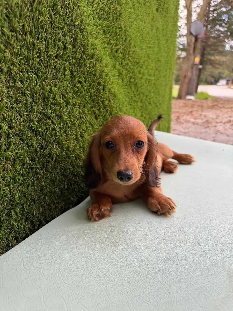 迷你腊肠犬幼犬