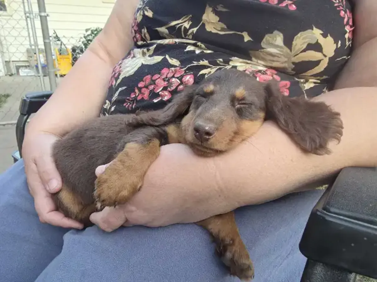 迷你腊肠犬幼犬