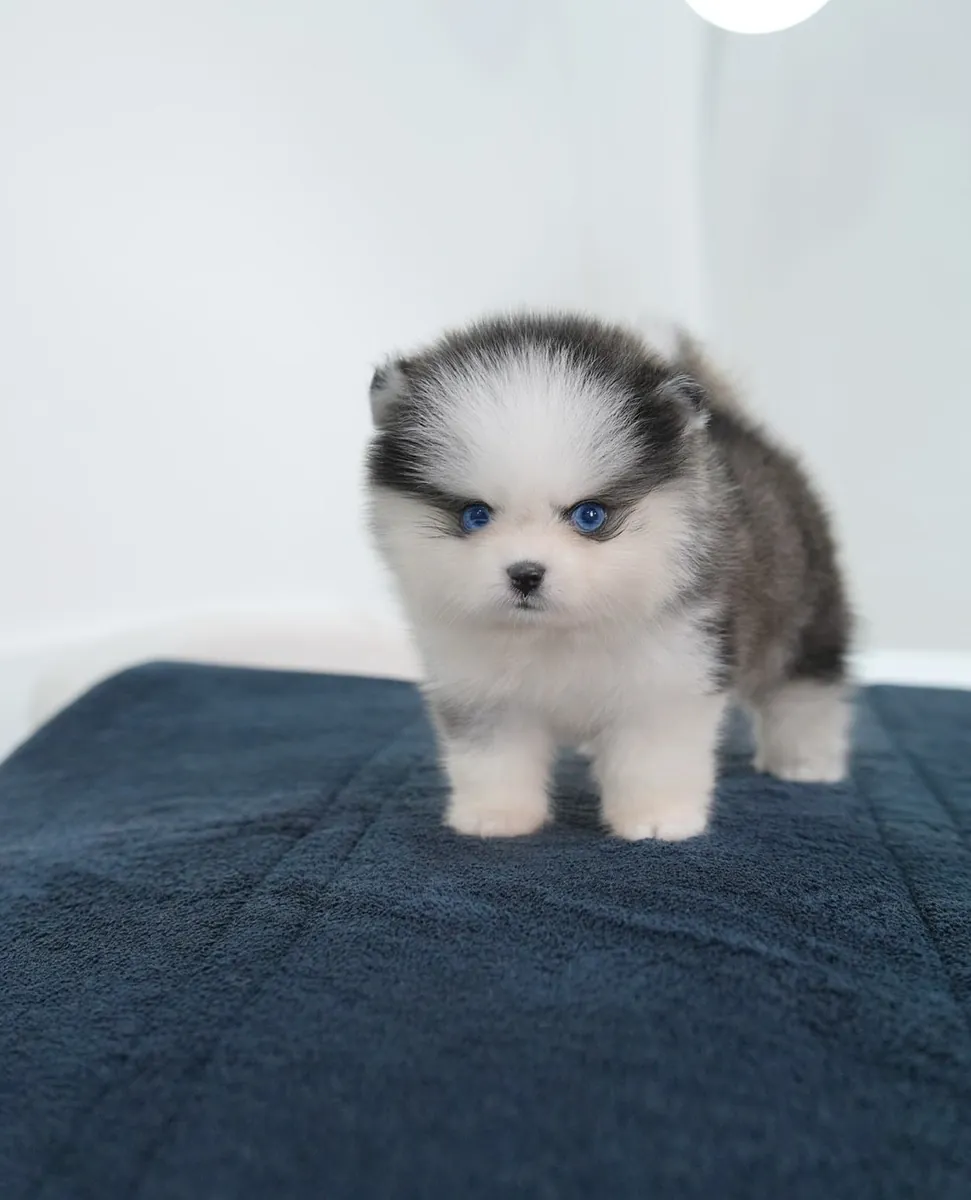 Sibirya Husky yavrusu