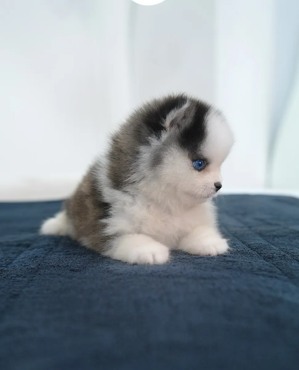 Sibirya Husky yavrusu