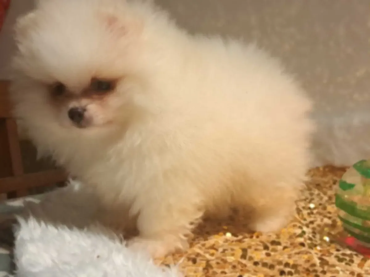可爱的博美幼犬