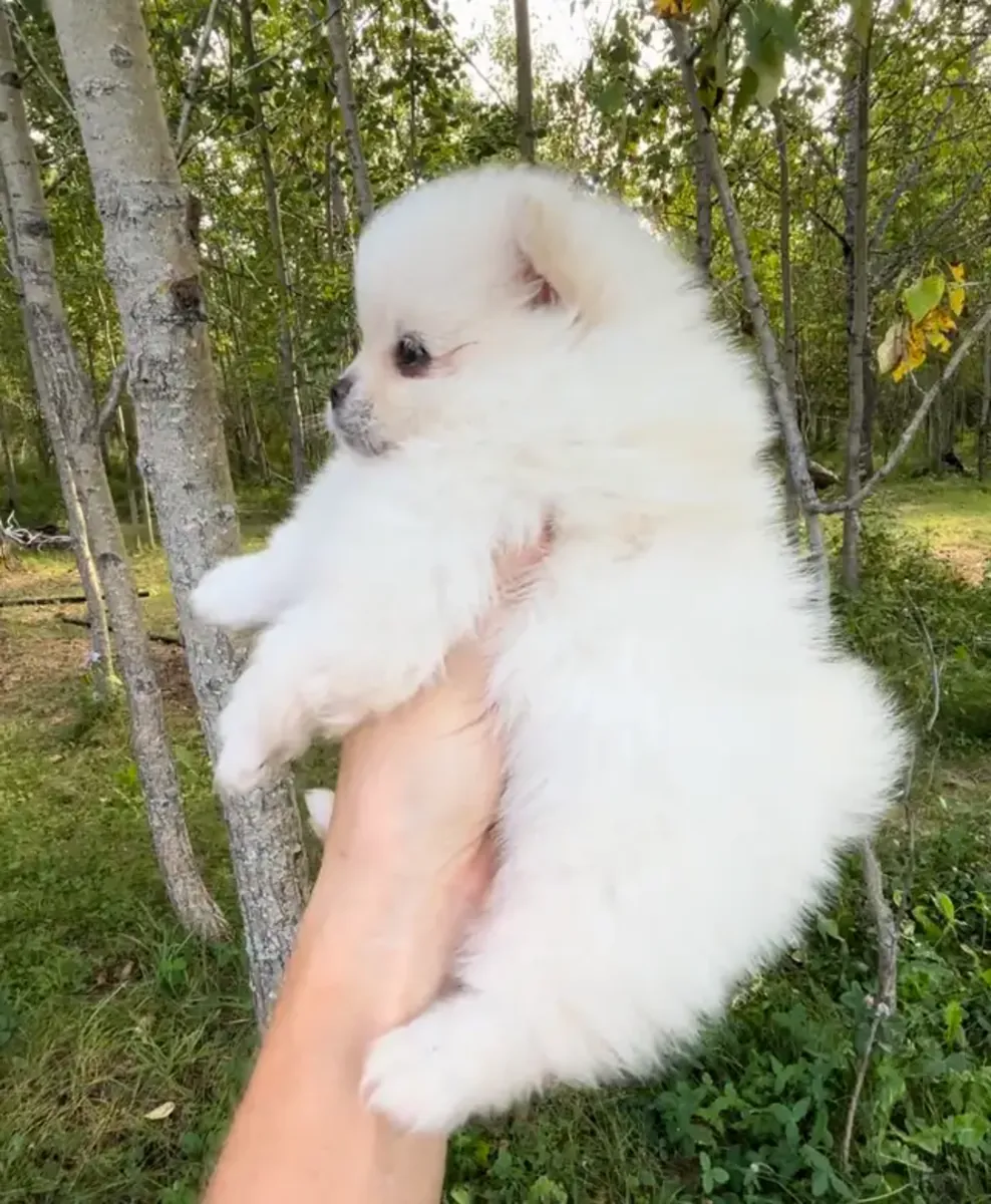 Cachorros Pomerania adorables