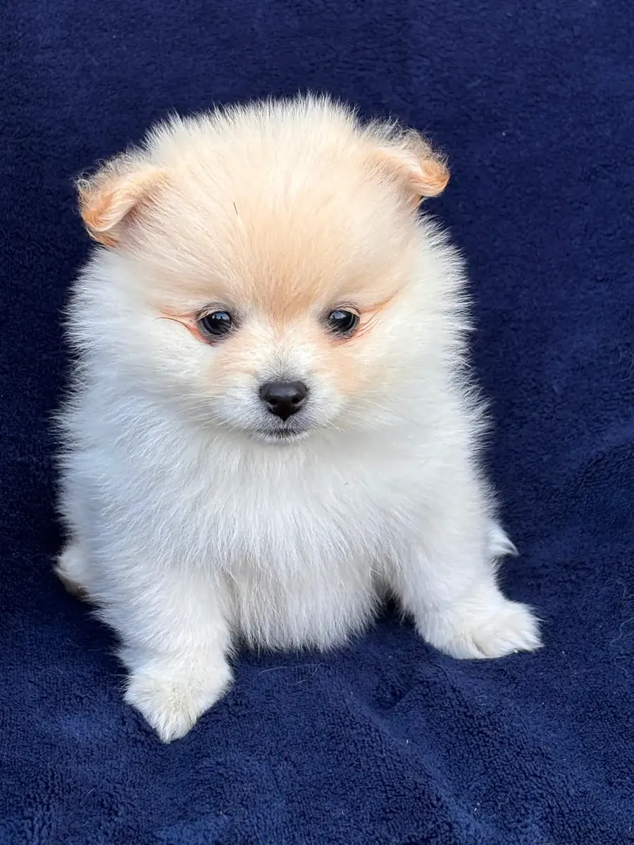 可爱的博美犬
