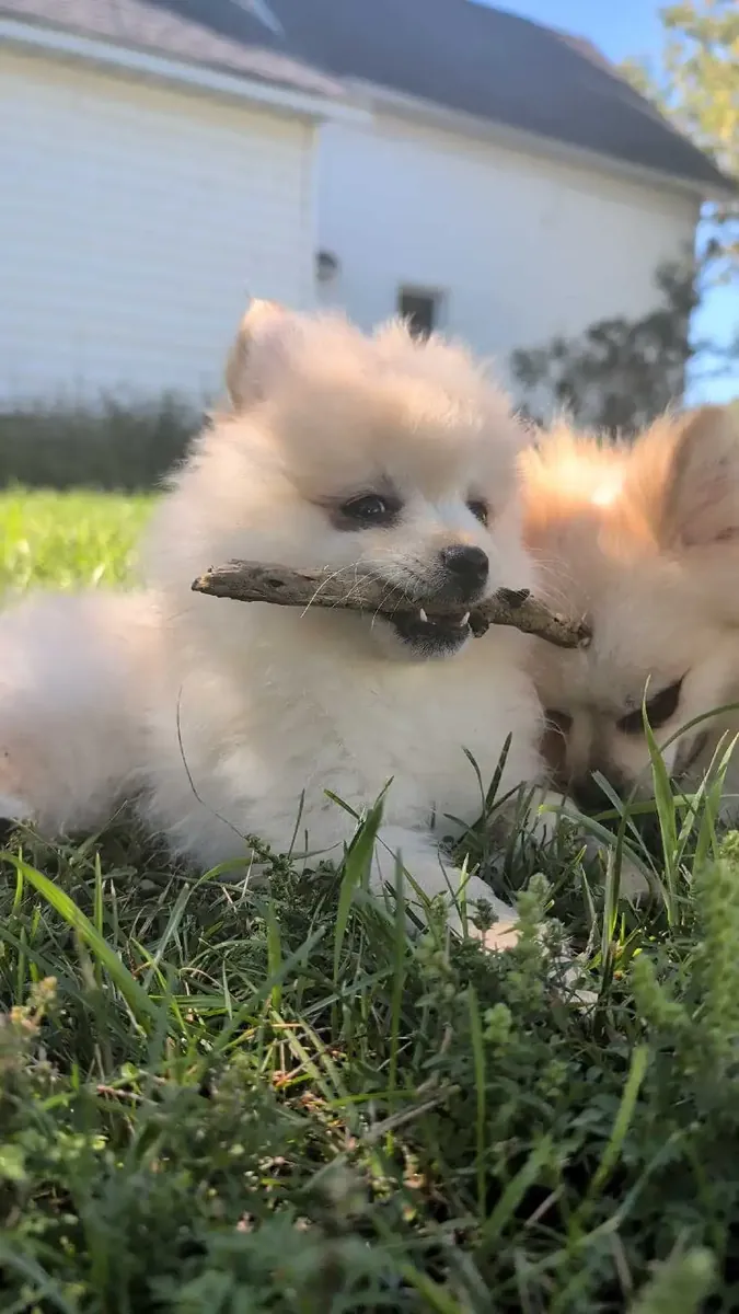 Mevcut Pomeranian Yavruları