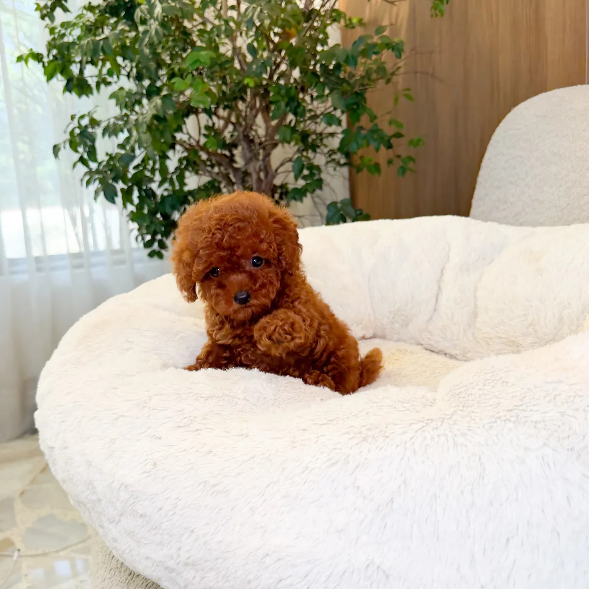 Poodle yavrusu sahiplenmek için