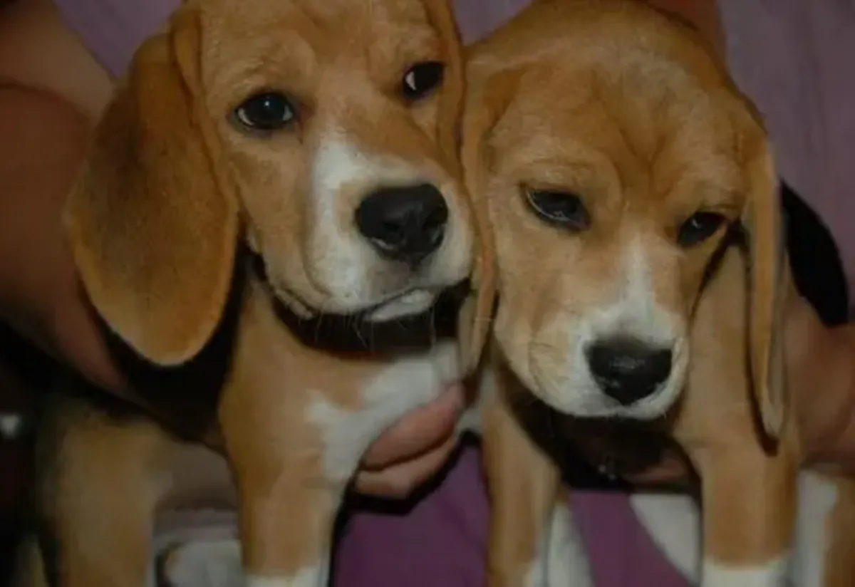 可爱的比格犬幼犬