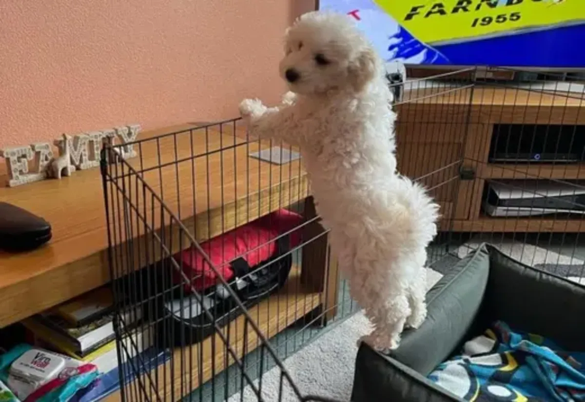 Bichón Frisé Yavruları