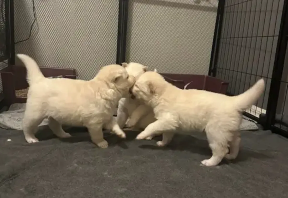 Eğitimli Golden Retriever yavruları evlat edinmek için mevcut