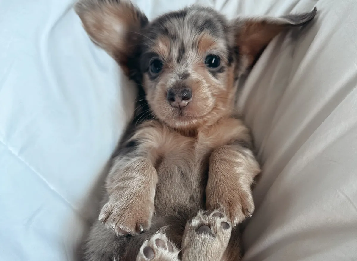 Mini Dachshund yavrusu