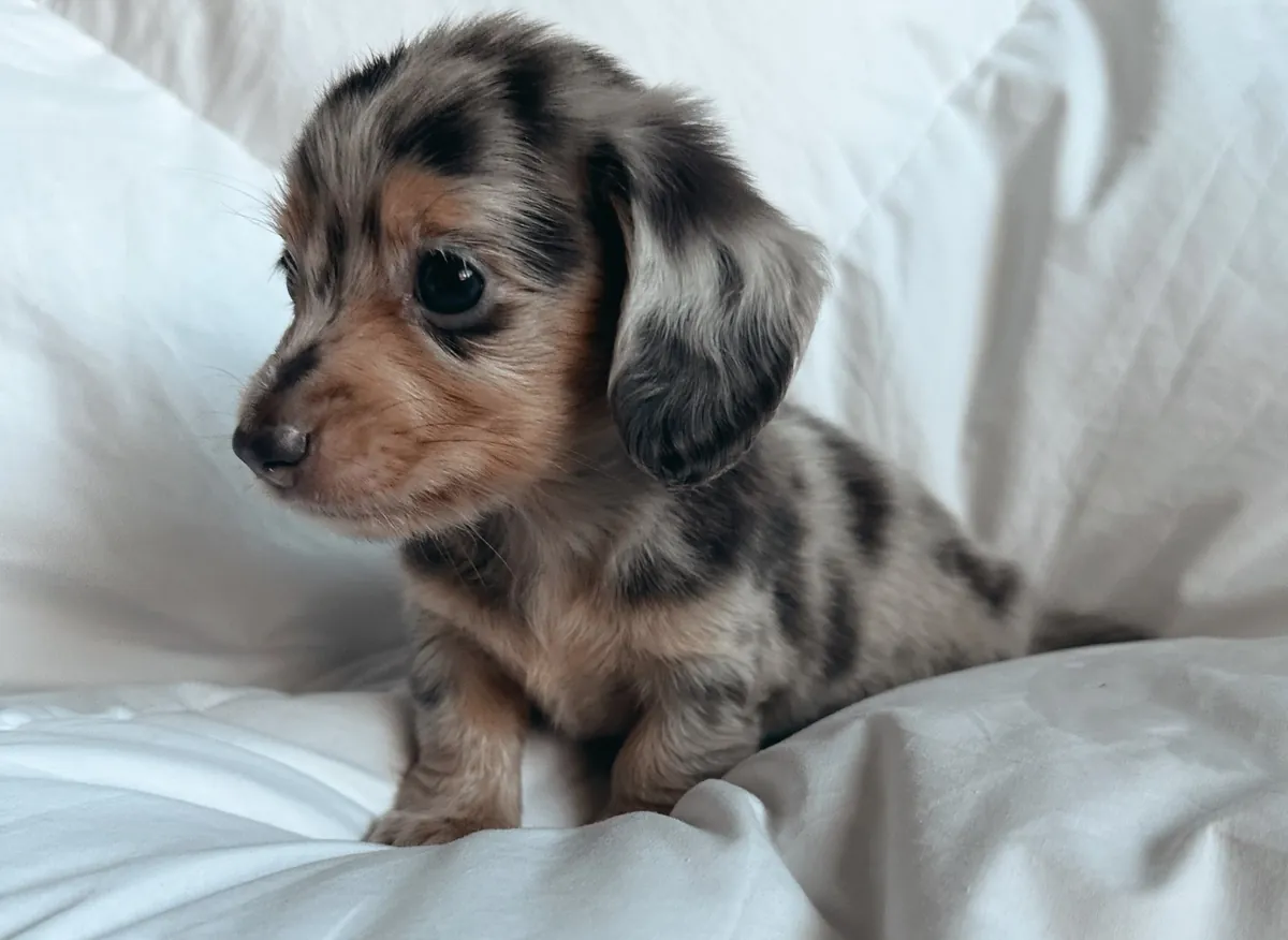 茶杯腊肠犬
