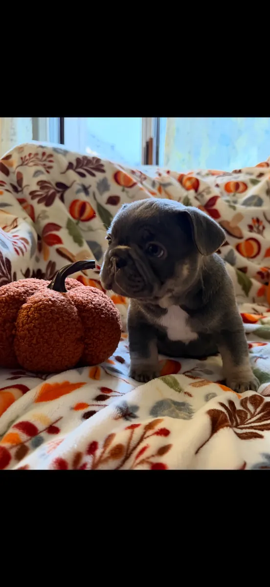 Fransız Bulldog Yavruları