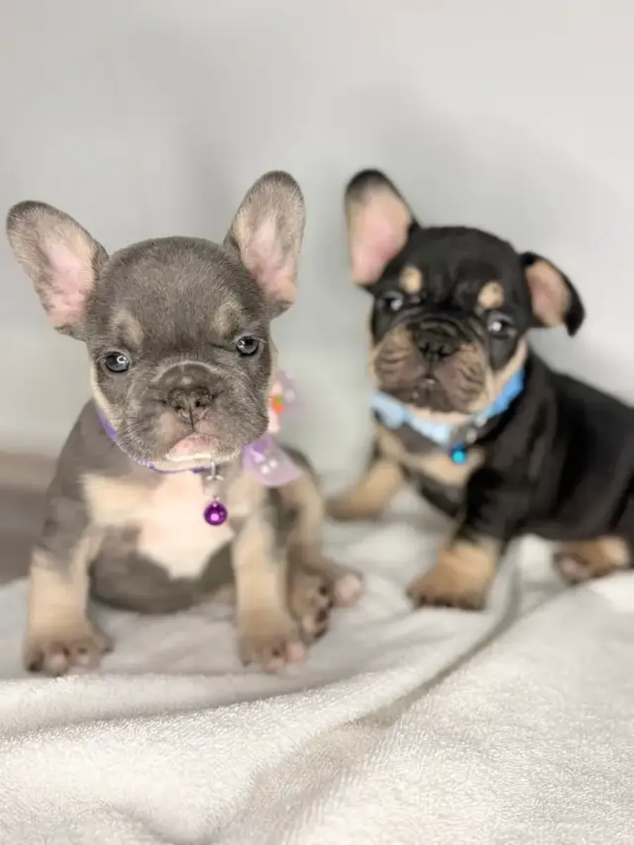 Olağanüstü Fransız bulldog yavruları