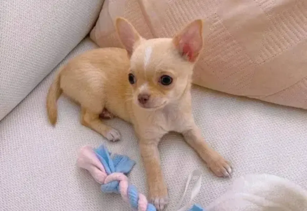 可爱的吉娃娃幼犬出售。
