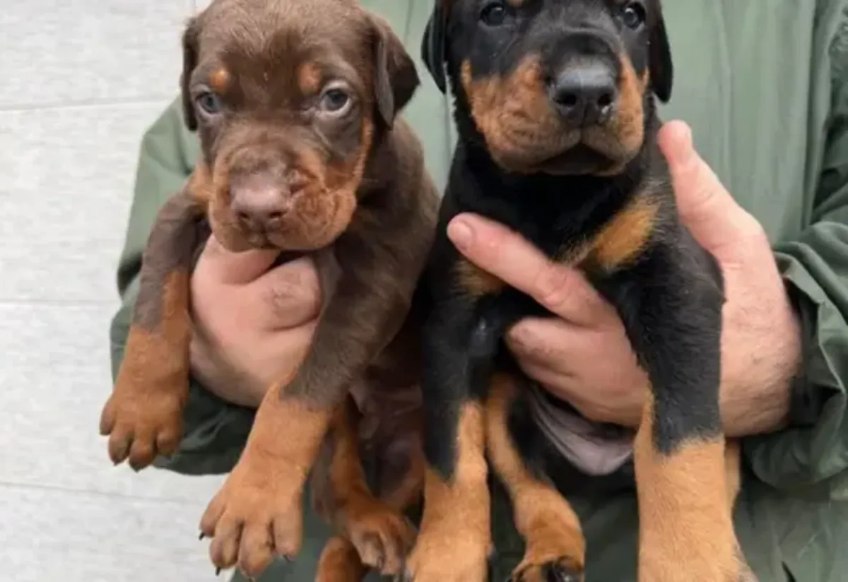 杜宾犬 – 免费领养的小狗