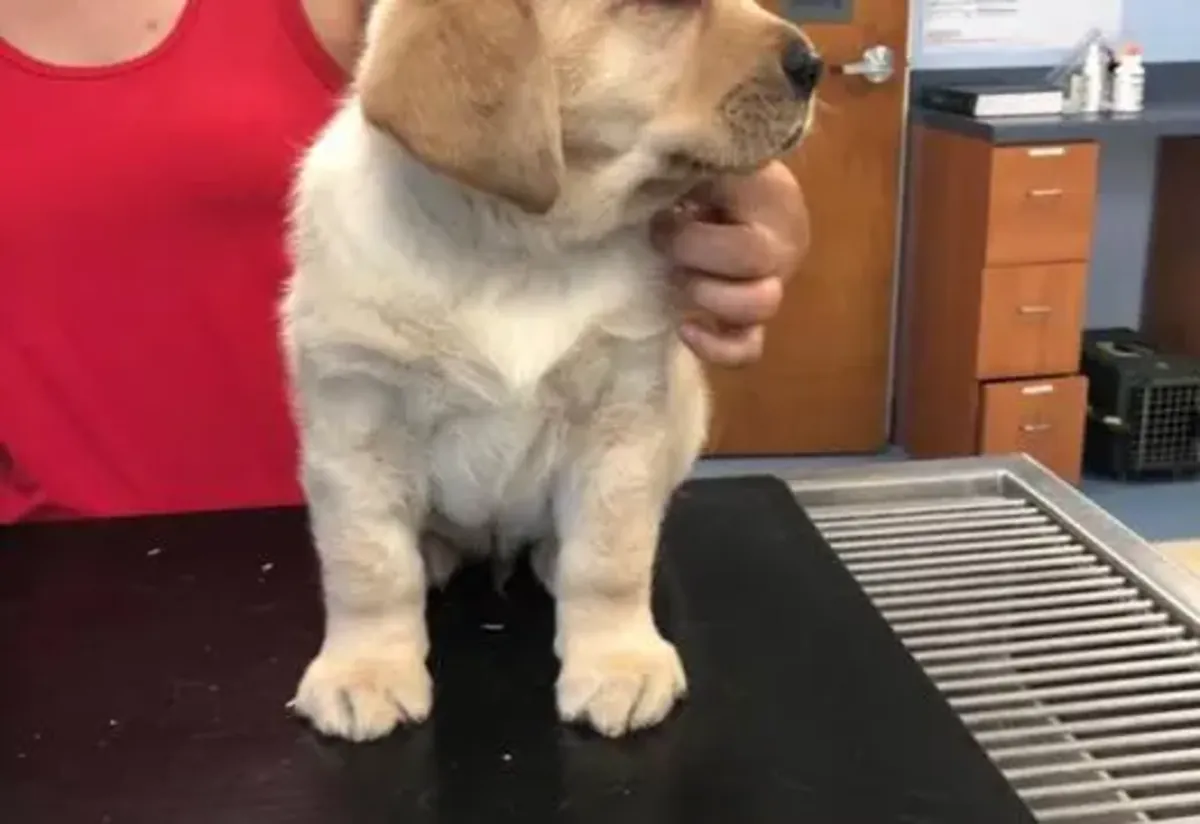 我们有两只拉布拉多猎犬幼犬可供免费领养。